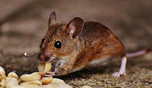 24 Hour & Emergency Exterminators in Milltown, MT